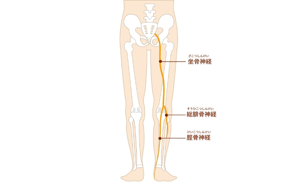 坐骨神経の走行
